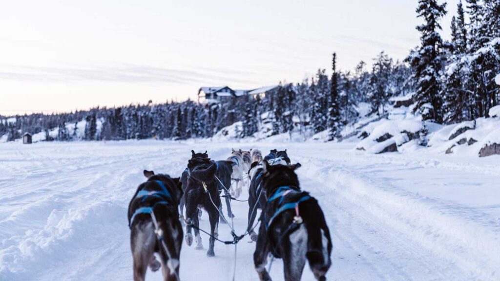A team of dogs pulls a sled through the snow